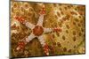 Necklace seastar (Fromia monilis) on Sea cucumber (Bohadaschia argus) Yap, Micronesia-David Fleetham-Mounted Photographic Print