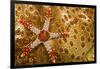 Necklace seastar (Fromia monilis) on Sea cucumber (Bohadaschia argus) Yap, Micronesia-David Fleetham-Framed Photographic Print