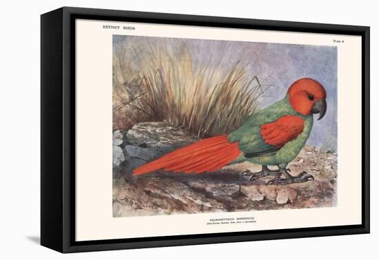 Necripsittacus Borbonicus-Lionel Walter Rothschild-Framed Stretched Canvas