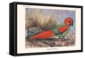 Necripsittacus Borbonicus-Lionel Walter Rothschild-Framed Stretched Canvas