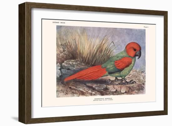 Necripsittacus Borbonicus-Lionel Walter Rothschild-Framed Art Print