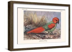 Necripsittacus Borbonicus-Lionel Walter Rothschild-Framed Art Print