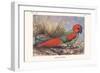 Necripsittacus Borbonicus-Lionel Walter Rothschild-Framed Art Print