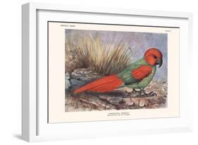 Necripsittacus Borbonicus-Lionel Walter Rothschild-Framed Art Print