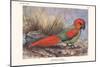 Necripsittacus Borbonicus-Lionel Walter Rothschild-Mounted Art Print