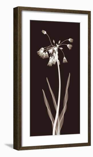 Nectar Twist-Jim Wehtje-Framed Giclee Print