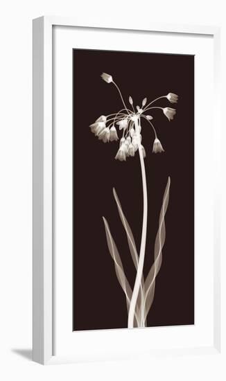 Nectar Twist-Jim Wehtje-Framed Giclee Print