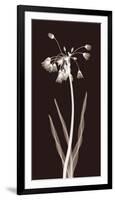 Nectar Twist-Jim Wehtje-Framed Giclee Print