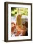 Nectarine Jam with Croissant on Table in the Open Air-Eising Studio - Food Photo and Video-Framed Photographic Print