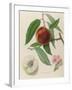 Nectarine: Neals Early Purple-William Hooker-Framed Giclee Print