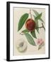 Nectarine: Neals Early Purple-William Hooker-Framed Giclee Print