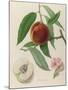 Nectarine: Neals Early Purple-William Hooker-Mounted Giclee Print