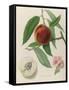 Nectarine: Neals Early Purple-William Hooker-Framed Stretched Canvas