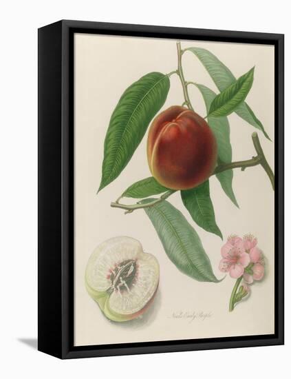 Nectarine: Neals Early Purple-William Hooker-Framed Stretched Canvas