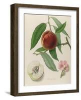 Nectarine: Neals Early Purple-William Hooker-Framed Giclee Print