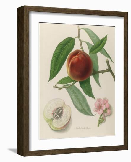 Nectarine: Neals Early Purple-William Hooker-Framed Giclee Print