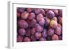 Nectarines at Local Open Air Market in Caldas Da Rainha, Portugal-Mallorie Ostrowitz-Framed Photographic Print