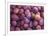 Nectarines at Local Open Air Market in Caldas Da Rainha, Portugal-Mallorie Ostrowitz-Framed Photographic Print