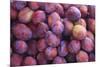 Nectarines at Local Open Air Market in Caldas Da Rainha, Portugal-Mallorie Ostrowitz-Mounted Photographic Print