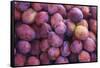 Nectarines at Local Open Air Market in Caldas Da Rainha, Portugal-Mallorie Ostrowitz-Framed Stretched Canvas