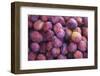 Nectarines at Local Open Air Market in Caldas Da Rainha, Portugal-Mallorie Ostrowitz-Framed Photographic Print