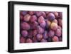 Nectarines at Local Open Air Market in Caldas Da Rainha, Portugal-Mallorie Ostrowitz-Framed Photographic Print