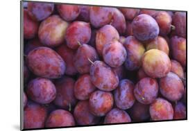 Nectarines at Local Open Air Market in Caldas Da Rainha, Portugal-Mallorie Ostrowitz-Mounted Photographic Print