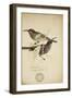 Nectarinia Cruentata, C.1863-Eduard Ruppell-Framed Giclee Print