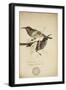 Nectarinia Cruentata, C.1863-Eduard Ruppell-Framed Giclee Print