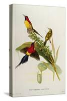 Nectarinia Gouldae from 'Tropical Birds'-John Gould-Stretched Canvas