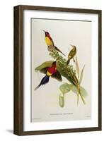 Nectarinia Gouldae from 'Tropical Birds'-John Gould-Framed Giclee Print