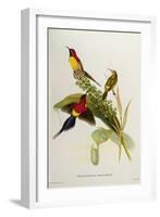 Nectarinia Gouldae from 'Tropical Birds'-John Gould-Framed Giclee Print