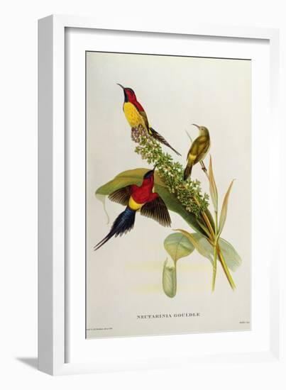 Nectarinia Gouldae from 'Tropical Birds'-John Gould-Framed Giclee Print