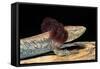 Necturus Maculosus (Common Mudpuppy)-Paul Starosta-Framed Stretched Canvas