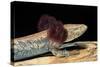 Necturus Maculosus (Common Mudpuppy)-Paul Starosta-Stretched Canvas