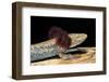 Necturus Maculosus (Common Mudpuppy)-Paul Starosta-Framed Photographic Print