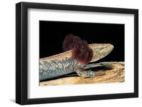 Necturus Maculosus (Common Mudpuppy)-Paul Starosta-Framed Photographic Print