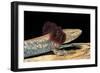 Necturus Maculosus (Common Mudpuppy)-Paul Starosta-Framed Photographic Print