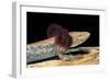 Necturus Maculosus (Common Mudpuppy)-Paul Starosta-Framed Photographic Print