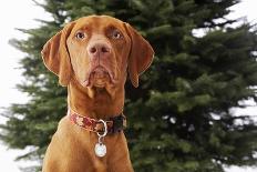 Dog Sitting in Front of Christmas Tree-Ned Frisk-Photographic Print