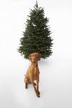 Dog Sitting in Front of Christmas Tree-Ned Frisk-Photographic Print