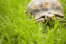 Tortoise in Meadow-Ned Frisk-Laminated Photographic Print