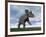 Nedoceratops Dinosaur Grazing in Grassy Field-null-Framed Art Print