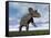 Nedoceratops Dinosaur Grazing in Grassy Field-null-Framed Stretched Canvas