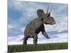 Nedoceratops Dinosaur Grazing in Grassy Field-null-Mounted Art Print