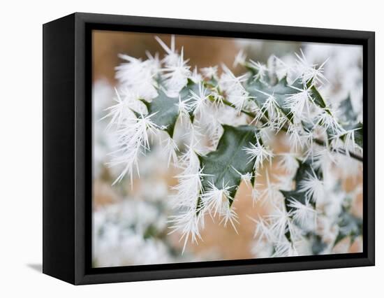 Needle ice on holly leaves-Ashley Cooper-Framed Stretched Canvas