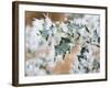Needle ice on holly leaves-Ashley Cooper-Framed Photographic Print
