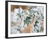 Needle ice on holly leaves-Ashley Cooper-Framed Photographic Print