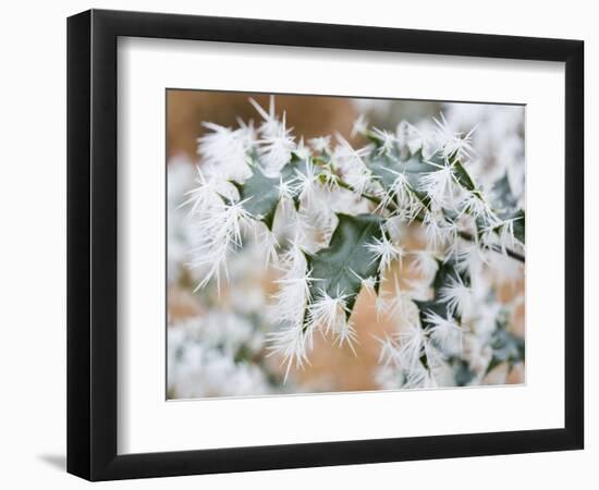 Needle ice on holly leaves-Ashley Cooper-Framed Photographic Print