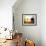 Needles and Haystack at Sunset, Cannon Beach, Oregon, USA-Darrell Gulin-Framed Photographic Print displayed on a wall